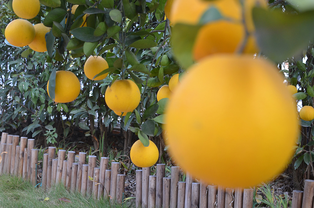 园区成熟的胡柚树