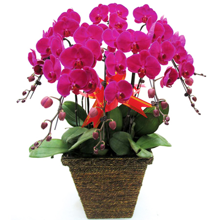 郑州高档花卉租赁哪家有 - 云盟在线