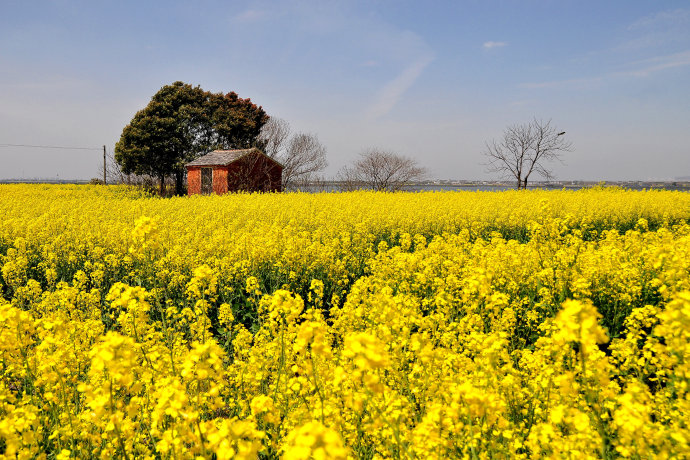 苏州莲花岛|莲花岛油菜花|阳澄湖莲花岛