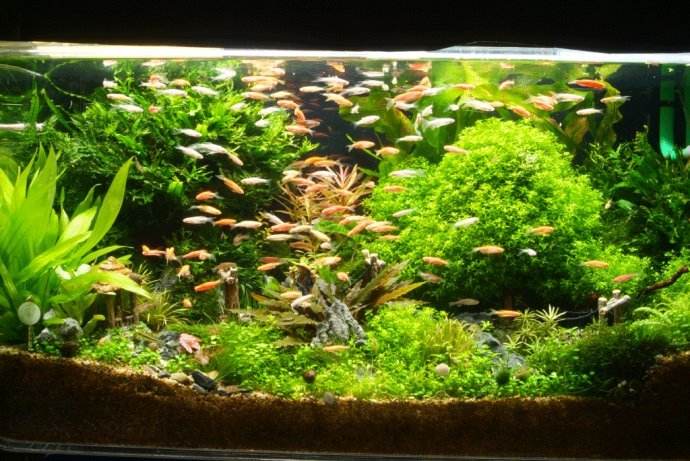 深圳福田专业 定制水陆 鱼缸