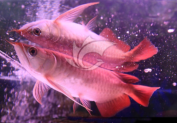 金龙鱼鱼缸-观赏养鱼鱼缸-鱼缸定制公司