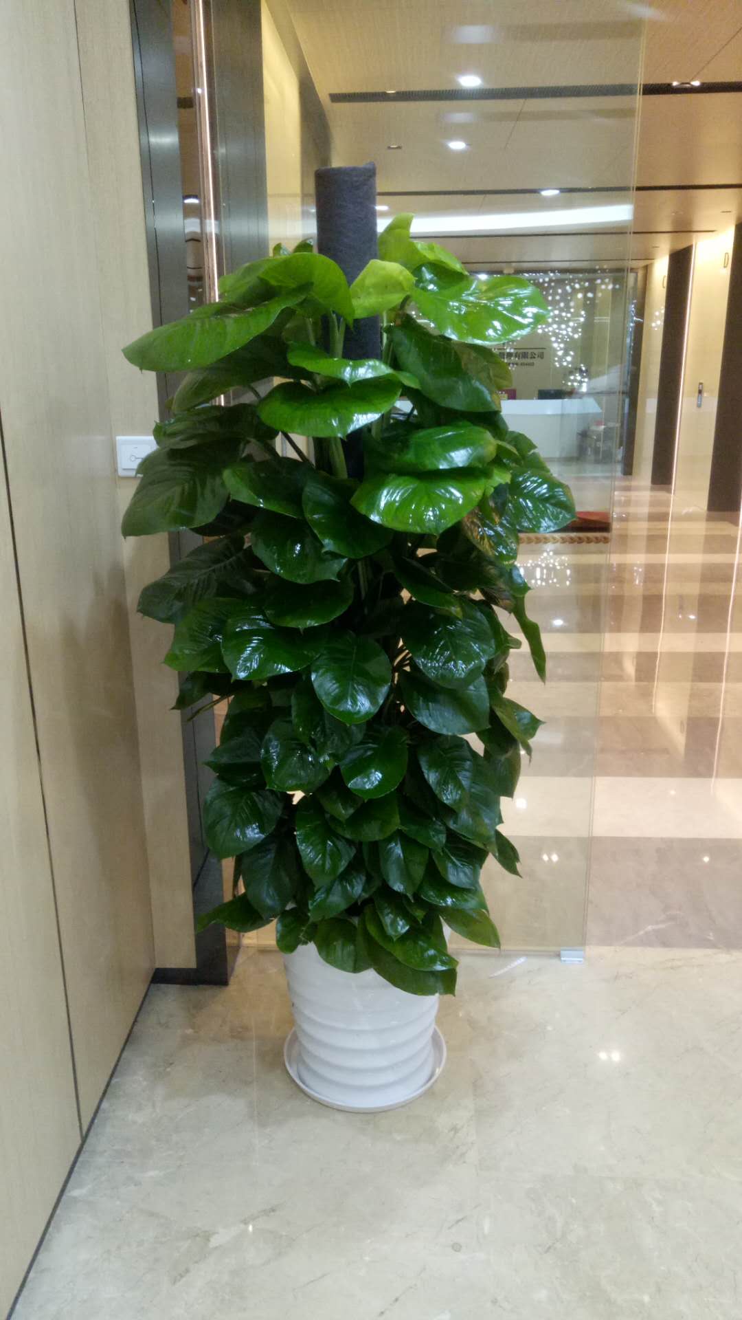 福永专业租花服务公司,行业中前十花卉出租机构在哪里?