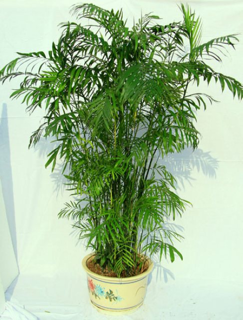 绿植像竹子的种类图片