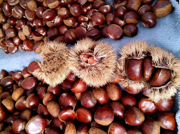 唐山板栗代收,家红板栗求购 采购板栗