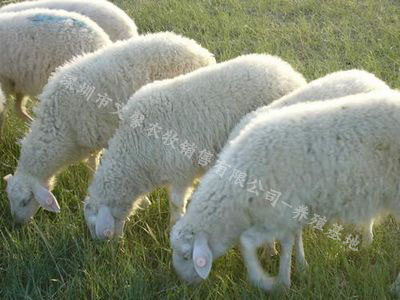 观澜桂花市场有新鲜羊肉批发吗 ?