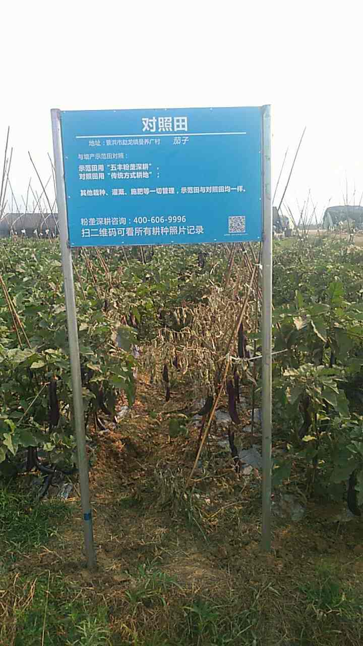 具体地址:景洪市勐龙镇曼养广村 耕种作物:茄子 1,茄子示范田标牌