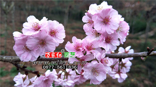 樱花苗圃园艺基地
