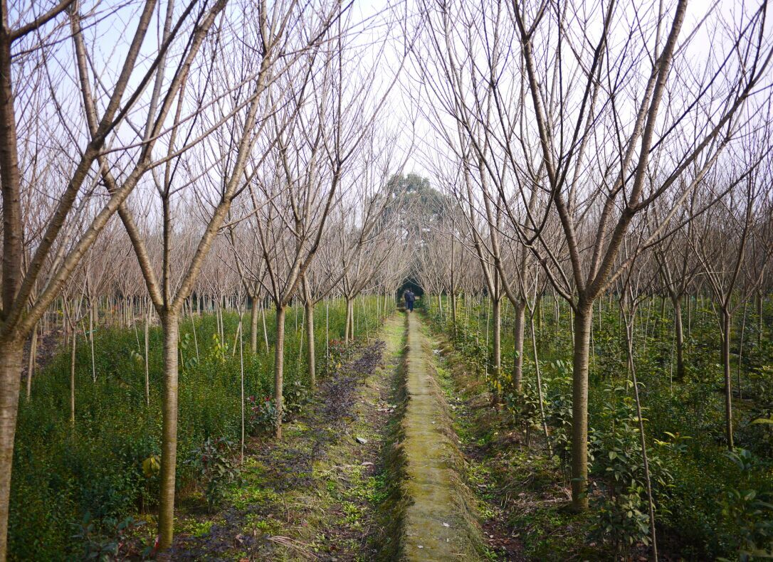 大量出售樱花树低价出售高杆樱花树