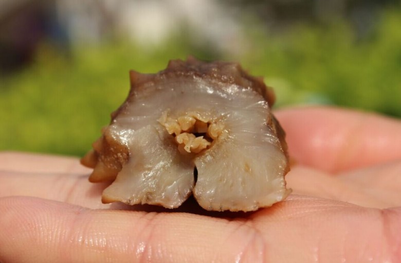 黄玉参批发哪里好?首选烟台小鸿水产