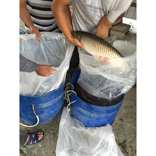 廣東脆肉鯇批發想要買到正宗的魚就到新中粵牌脆肉鯇養殖場