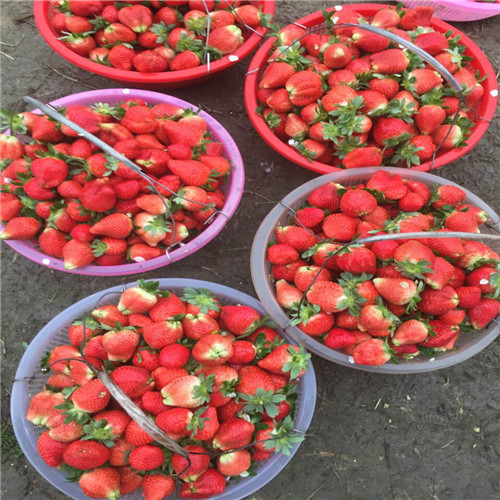 广西草莓苗种植基地老杨农 场景