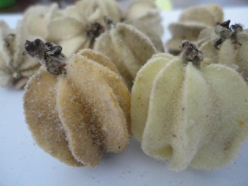 翼城县翅果油树18713574788 翅果油树苗 翅果油 翅果蜜