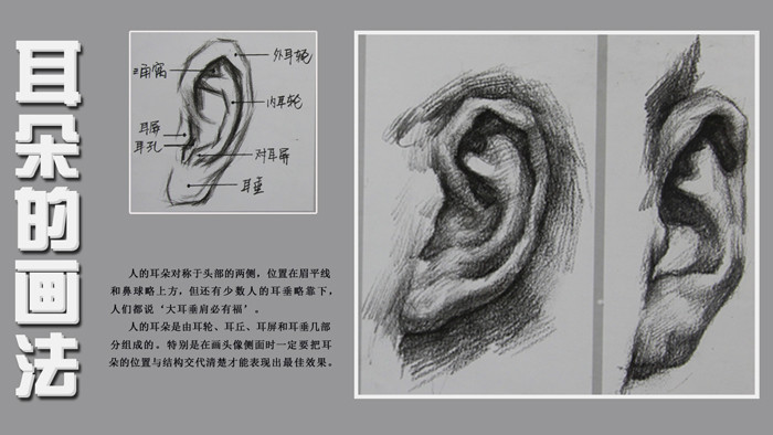 常州大秋畫室|素描耳朵的畫法