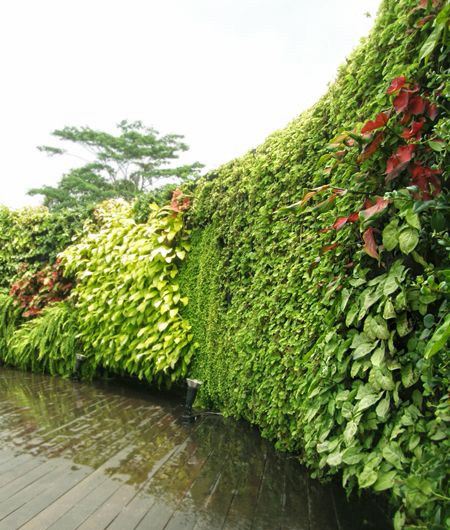 宝安室外植物墙专业的公司有哪些?