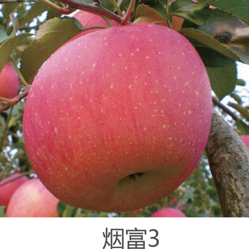 烟富3—全红1,2,3年生矮化乔化