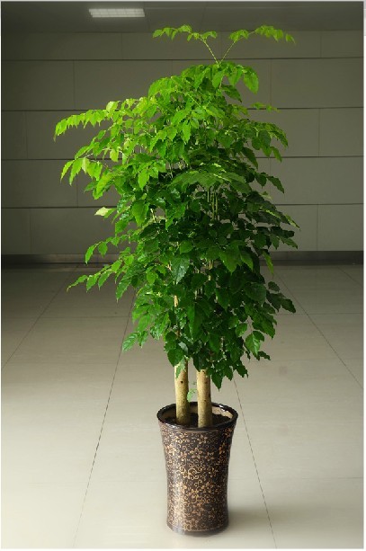 上海植物租摆 办公室租摆 景林园艺 盆景植物租摆 400-616-1086