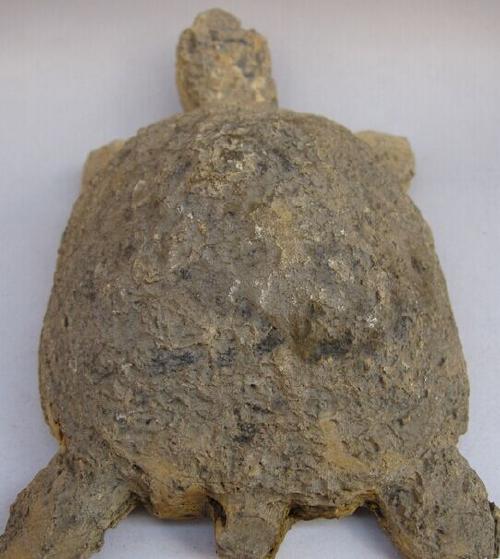 现金交易|乌龟化石年代检测15721331820周总