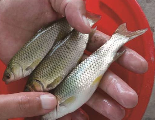 中山草鱼苗供应,受到广大客户的青睐,价格好商量