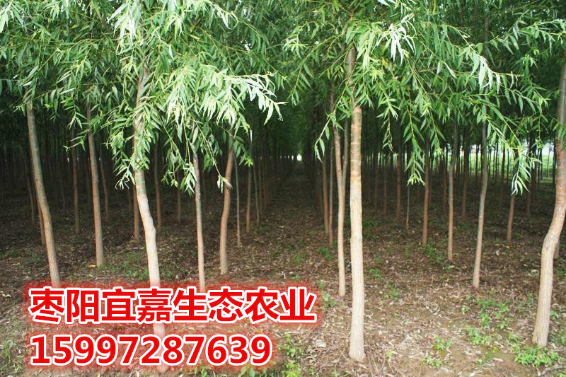 竹柳的经济价值和发展前景如何18871071277