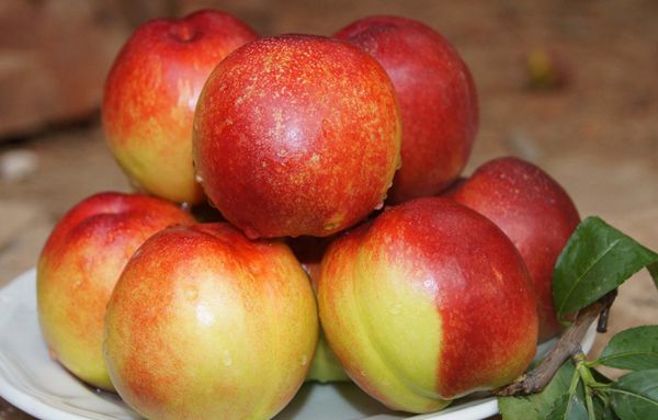 枣阳土特产 枣阳有哪些特产 枣阳地封黄酒 枣阳桃子 400-808-8106