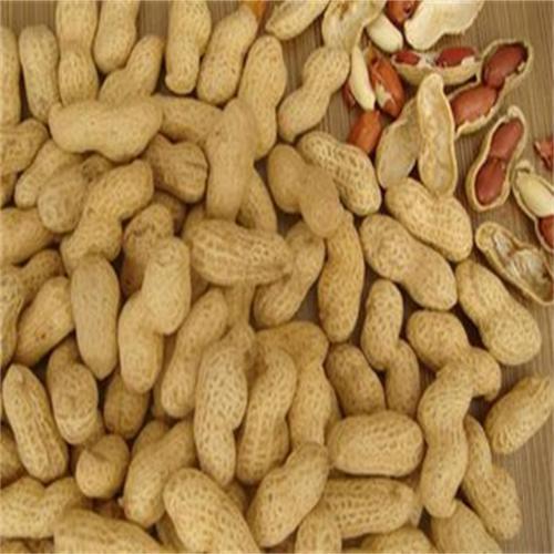 山东潍坊特产纯正柘山花生