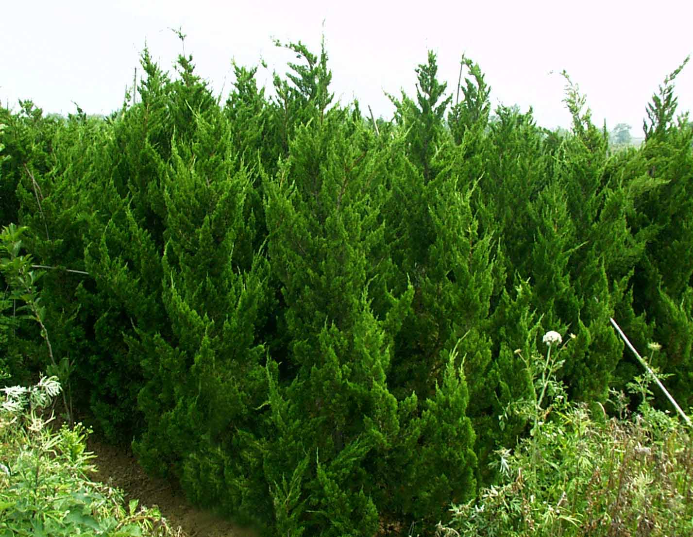 龙柏产地1米价格多少钱