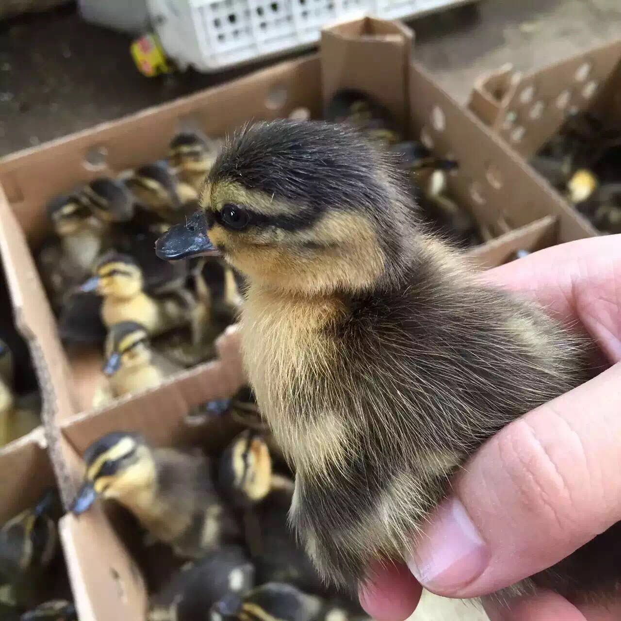 冯氏珍禽绿头野鸭苗出壳苗珍禽苗