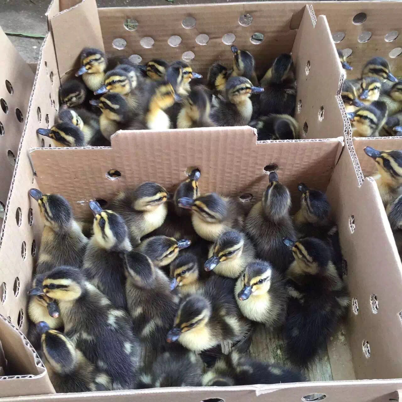 冯氏珍禽绿头野鸭苗出壳苗珍禽苗