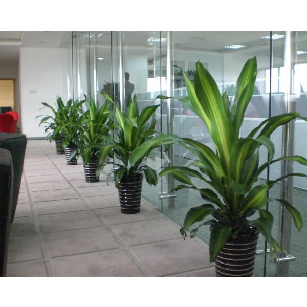 绿植租赁_绿植租赁公司_绿植租赁多少钱-云盟在线