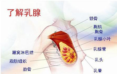 後40天左右,由於胎盤,絨毛分泌大量雌激素,孕激素,催乳素,使乳腺增生