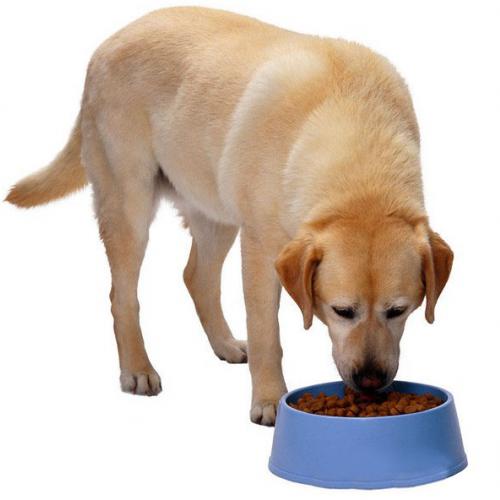 设备厂家地址电话  宠物饲料生产线工艺组成:  1,拌粉机:将原料玉米粉