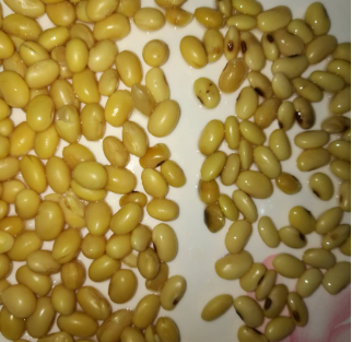 天天被微豆告诉你如何区别转基因大豆