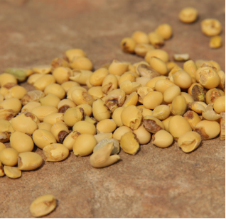 北京天天微豆|值得你去投资的项目【天使港】