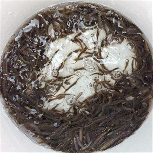 泥鳅苗