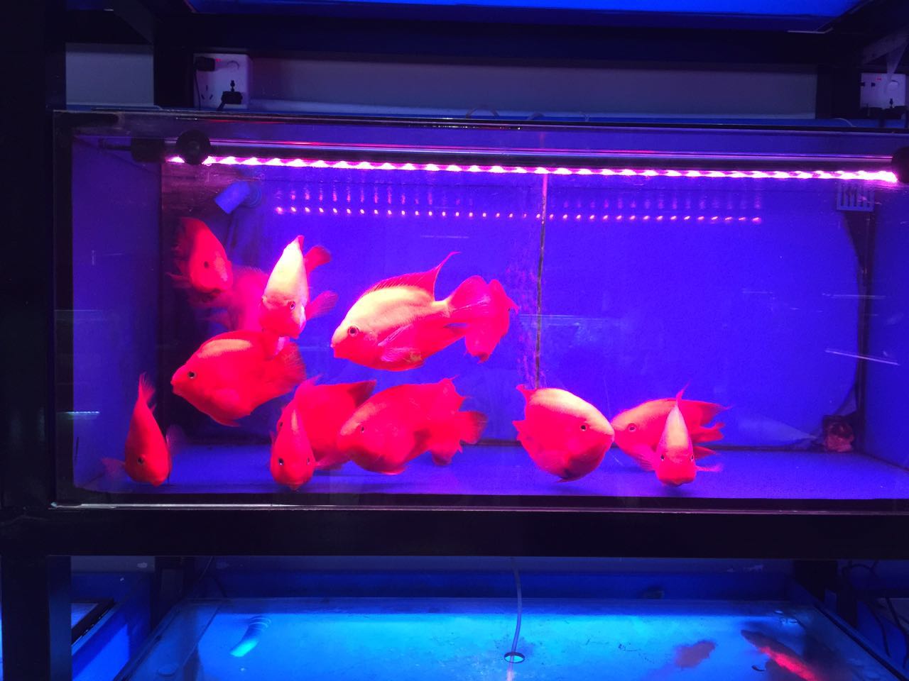 请教惠阳哪里有水族馆买大型水族箱和血鹦鹉鱼欢迎来了解-惠州市惠阳