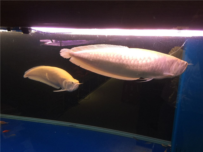 淡水這家水族館所賣的觀賞魚養殖品種多價格又優惠詳情請*擾