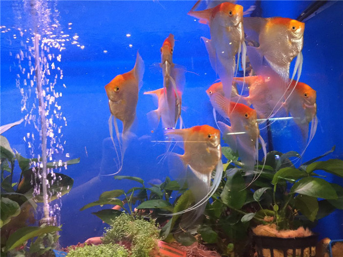 一起來淡水這水族館看看神仙魚怎麼養才好