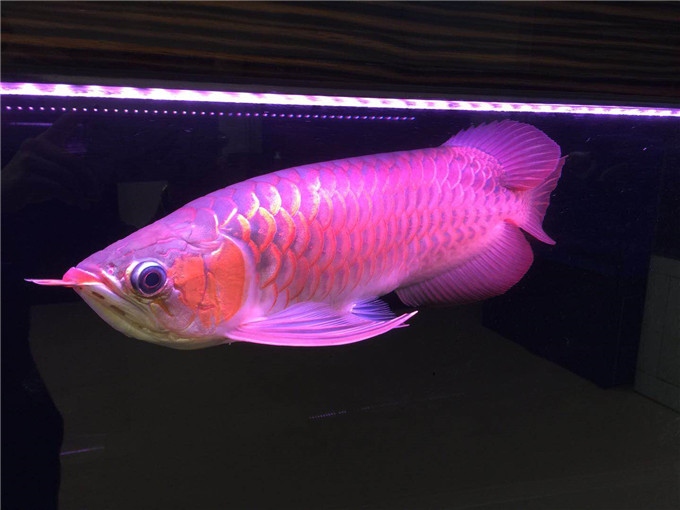 惠州市惠阳区淡水年年有鱼水族演达路店