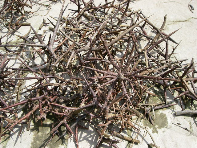 西安邦洲种植合作社|这样种树成活率99%