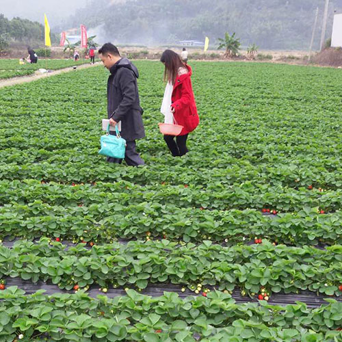 珠海有没有摘草莓的场所?