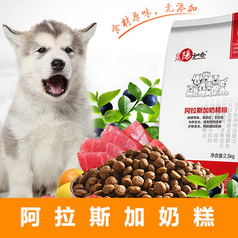 阿拉斯加奶糕犬