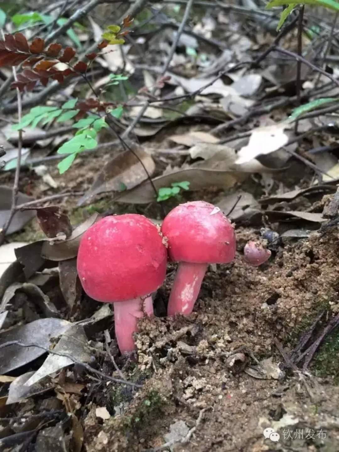 云南福建营养红菇红椎菌红菇,红椎菌一斤多少钱