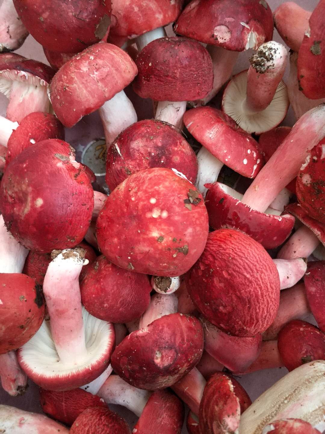 满山红菇跟红菇图片图片