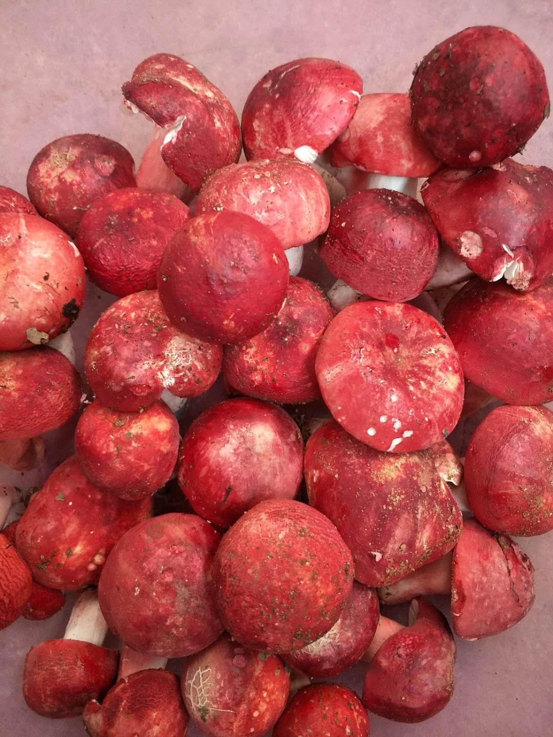 广东红菇梧州红椎菌送礼好帮手信誉保证