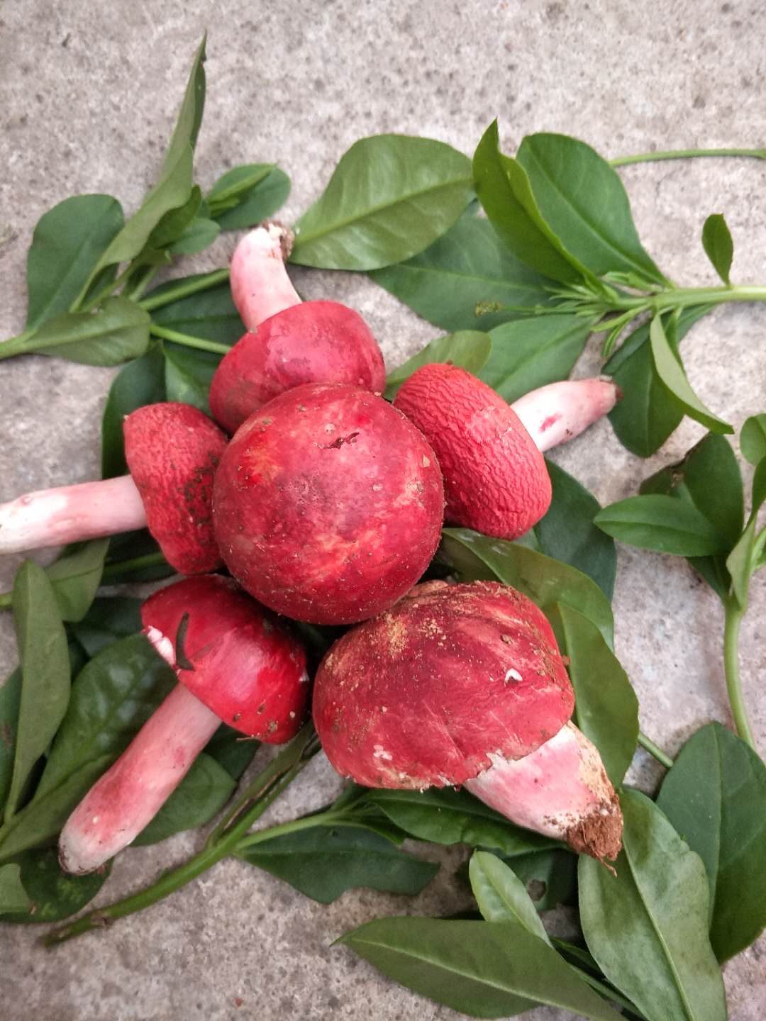 晋中市红菇,广西红椎菌_一斤多少钱