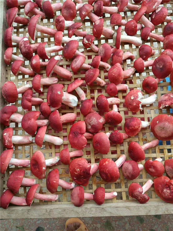 红色的菌菇的种类图片图片
