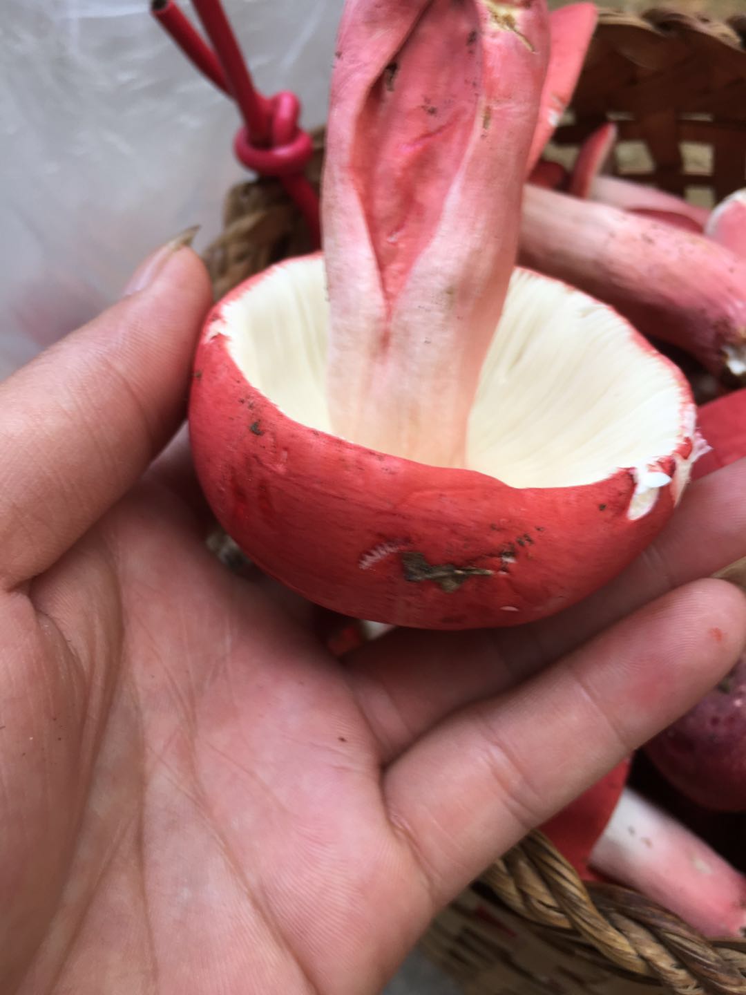 浦北红椎菌厦门红菇浦北龙门红椎菌直销