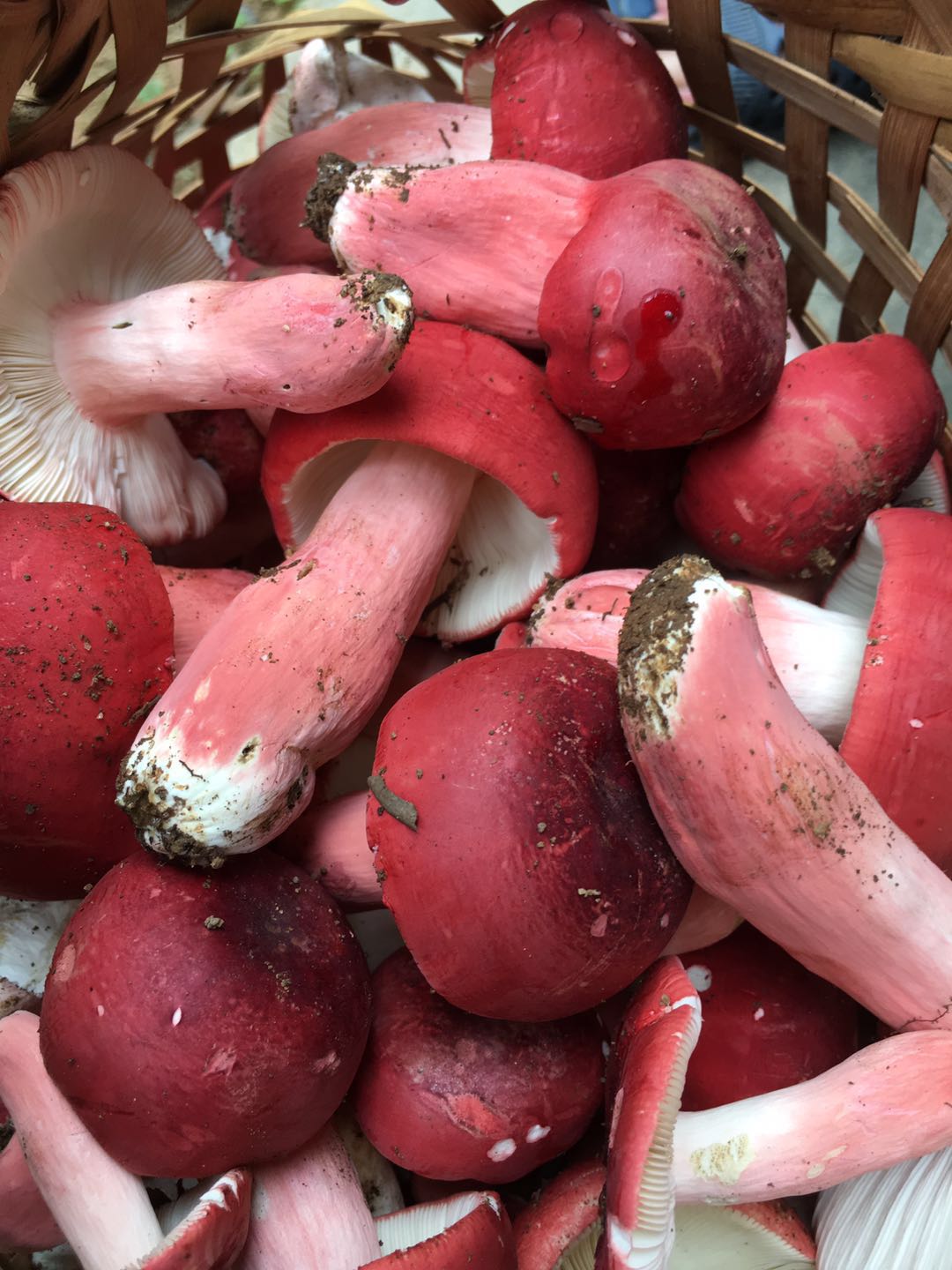 玉林红椎菌,红菇好吃吗,钦州浦北红椎菌批发价格