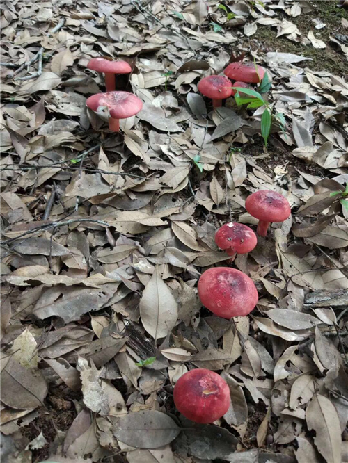 辽宁红蘑人工种植图片