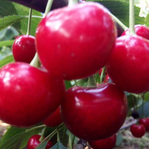 云南樱桃苗购买种植/昆明樱桃苗购买